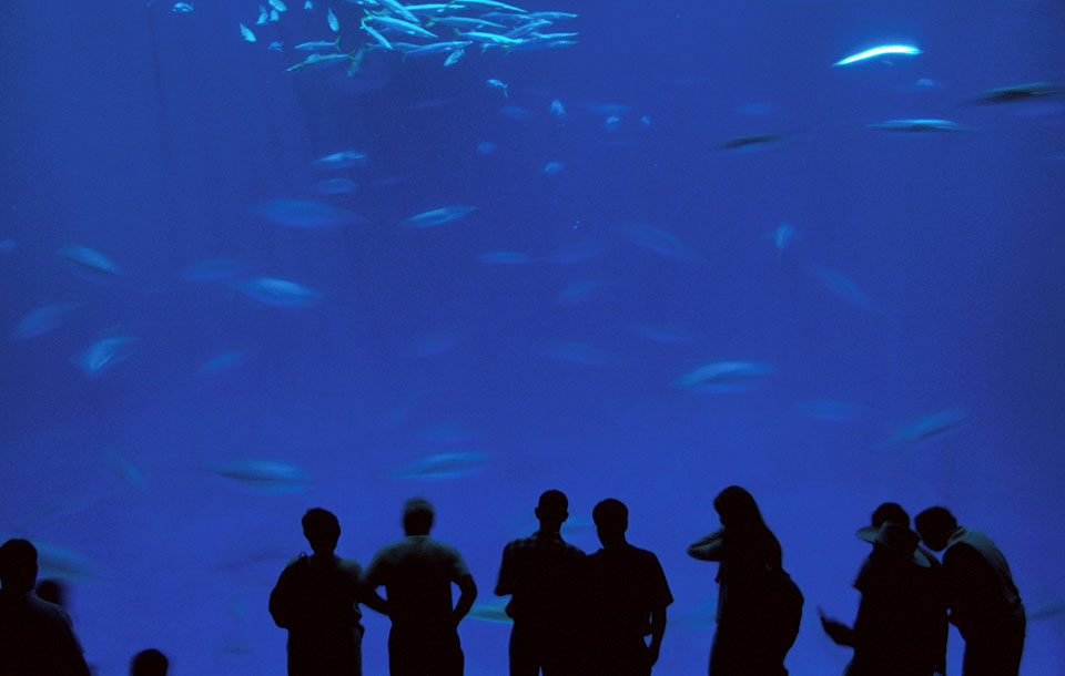 蒙特利湾水族馆